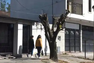 Vecinos de San Pablo denuncian “arboricidio” tras polémica intervención en árboles