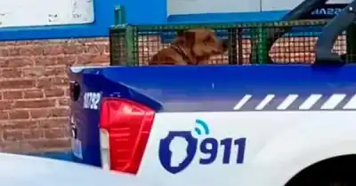 Salió de su casa y un perro la atacó: la desgarradora historia de una nena de 4 años en Cosquín