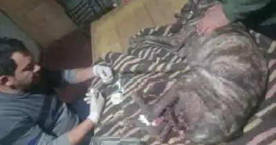 El perro héroe que enfrentó a un jabalí de 200 kilos ya está en casa