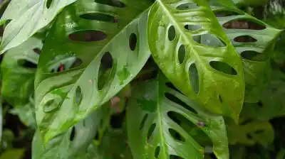 La planta con hojas agujereadas que es furor en TikTok: todos quieren una y no sabés por qué