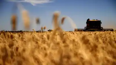 Lo que proyectó la Bolsa de Cereales para la campaña fina y encendió alarmas en el campo