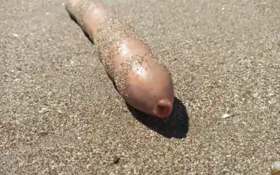 Aparecieron en la costa de Chubut y lo que encontraron dejó helados a los turistas