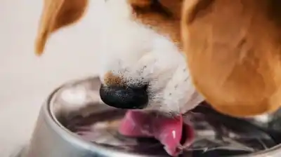 El error que cometes al lavar el bebedero de tu perro y que puede enfermarlo