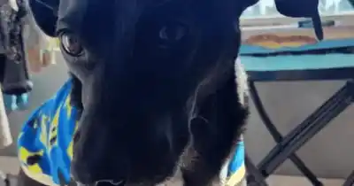 Freno judicial de último momento: el perro abusado no volverá a su hogar