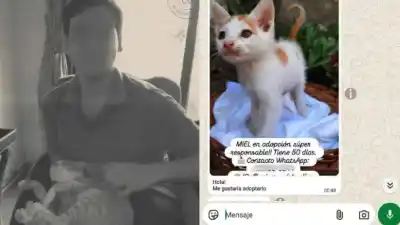 Se hacía pasar por rescatista: lo que descubrieron sobre el hombre que torturó y mató a 16 gatos en Recoleta