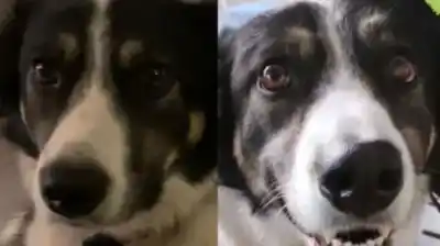 Desapareció cuatro días y lo que encontraron al hallarla heló a los veterinarios