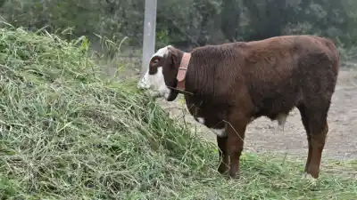 Volvimos a la granja: así está hoy Paco, el ternerito que se volvió viral jugando bajo la lluvia