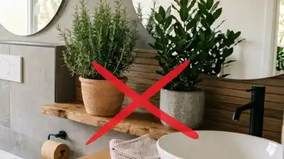 Olvidate del olor a encierro en el baño: esta planta lo absorbe todo sin esfuerzo