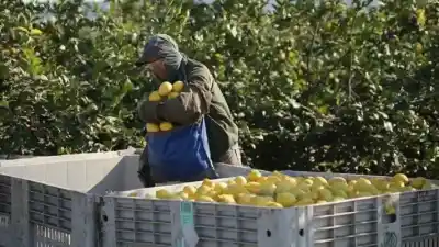 El detalle que ilusiona a los productores de limón: ¿qué pasó en Europa?