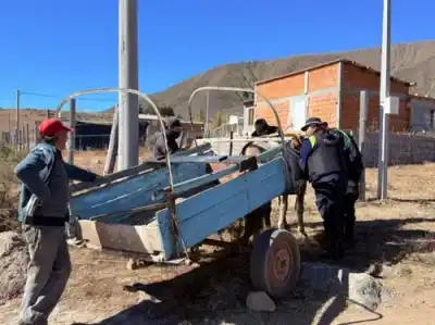 Encontraron a un caballo en estado crítico y lo que hicieron con el dueño sorprendió a todos