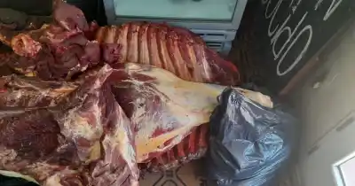 Inspección por dos vacas robadas terminó en un freezer lleno de 107 kilos de marihuana en Serodino