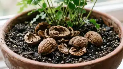 No tires las cáscaras de nuez: el truco que protege tus plantas del frío