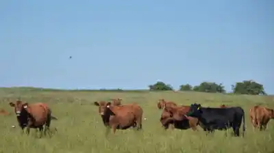 El cambio impositivo que alivia a los feedlots y promete revolucionar la ganadería