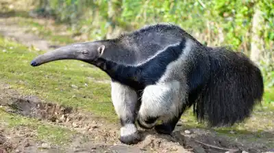 Apareció un animal que no se veía hace más de 100 años y desconcertó a todos