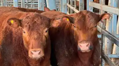 Vaca por donde se mire: el dato que revela cómo se frenó el precio de la carne