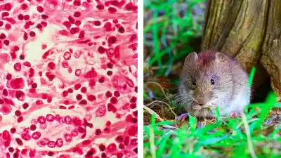 Alarma por el hantavirus: el dato que esconden los 45 casos confirmados en el país