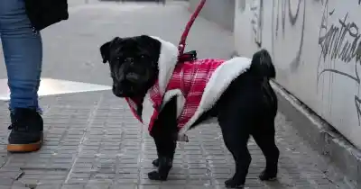 Otoño en la ciudad: un jueves frío y nublado, ¿qué pasará el fin de semana?