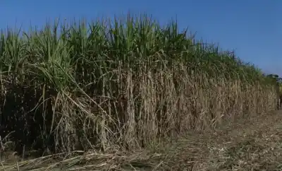 Crece el área cañera en Tucumán: ¿qué pasó con las lluvias récord y cuánto se espera producir?