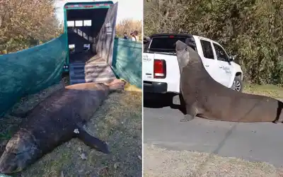 Apareció en la calle y desató un operativo de 24 horas: la sorprendente escena que paralizó Ensenada