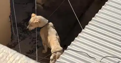 Estaba atado en el patio de una casa en Zara Norte, pero lo que hallaron los agentes al llegar los dejó helados