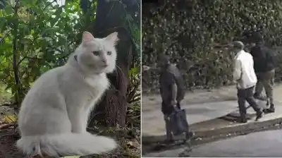 Atacaron a un gato de 10 años y lo que encontraron en la necropsia es escalofriante