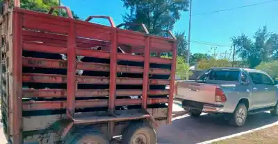 Circulaba con cuatro vacas en un tráiler y no pudo justificar su origen: lo que descubrió la policía