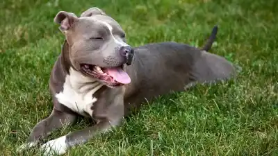 Atacó a un perro con un machete y lo que pasó después estremeció a todo un barrio