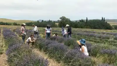 El espectáculo natural que tiñe de violeta las sierras y pocos conocen