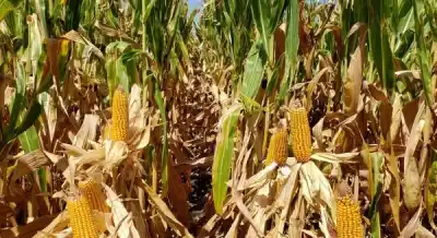 Confirmaron el cronograma de baja de retenciones: qué pasará con la soja, el maíz y el girasol