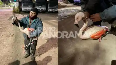 Apareció un flamenco sobre un colectivo en la zona oeste y lo que hicieron los trabajadores es increíble