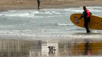 Apareció un pingüino en una playa de Mar del Plata y lo que dijeron los expertos sorprendió a todos