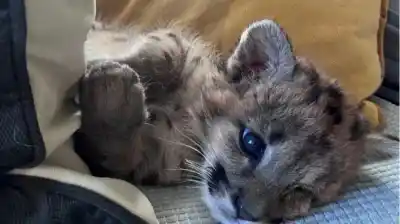 Atropellaron a una puma embarazada en la Ruta 40: el único cachorro sobreviviente lucha por su vida