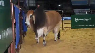 Remate récord en Corrientes: lo que pagaron por los campeones Brahman que nadie esperaba