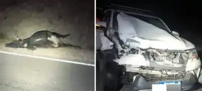 Familia tucumana embistió una vaca en Catamarca: Un joven termina detenido por faenarla en la ruta