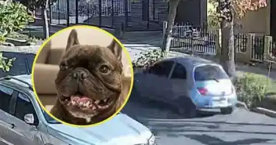 El insólito robo que desató la desesperación de una familia: lo que las cámaras captaron