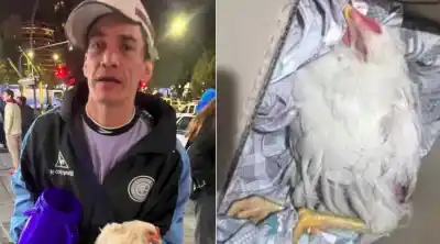 Festejaban el título de Belgrano y lo que hicieron con una gallina generó repudio