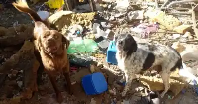 Vivían en el patio de una casa: el hallazgo que hizo intervenir a las autoridades en Rosario