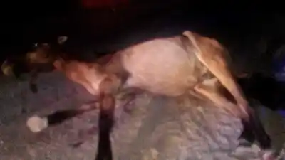 Chocó contra un caballo en la ruta 93 y lo que encontraron sobre la banquina es escalofriante