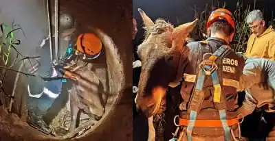 Lo que hizo un equipo de rescate para salvar a un caballo de 10 metros de profundidad