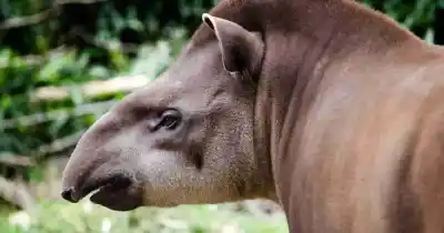 Tras años de trabajo científico y ambiental, Tucumán declaró Monumento Natural al tapir