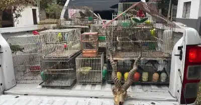 Vendían animales silvestres por redes sociales y los enviaban por encomienda: ocho allanamientos y dos detenidos