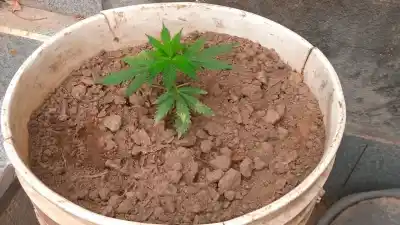 Allanaron dos casas en Villa Balnearia y lo que encontraron en el fondo sorprendió a los policías
