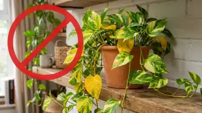 Adiós al potus: la planta colgante que se robó el corazón de los decoradores