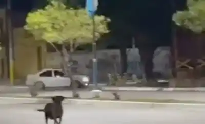Captaron en video a un auto haciendo maniobras peligrosas en una avenida de Simoca y pidieron intervención