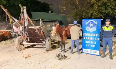 Golpeaba a su caballo hasta hacerlo caer: el insólito rescate que terminó con el agresor detenido