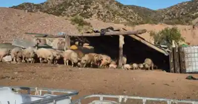 Rescataron más de 70 animales de un criadero clandestino: lo que hallaron entre la basura