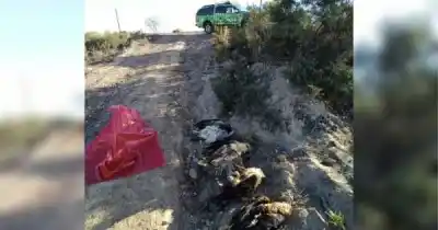 Hallaron cinco águilas moras muertas en Rivadavia y la hipótesis que estremece