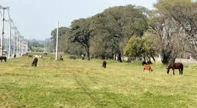 Preocupación en El Manantial: 50 caballos sueltos invaden una avenida clave y el peligro es constante