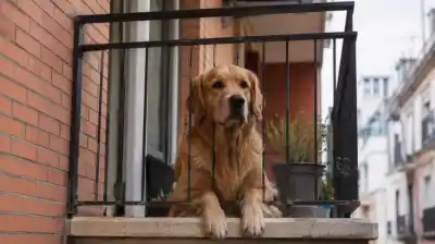 Endurecen las leyes para mascotas: lo que ya no pueden hacer los dueños de perros
