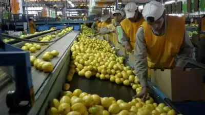 Exportación de limón: 27.000 toneladas certificadas y un detalle que marca la diferencia
